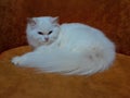 Fluffy Persian white beutiful cat Royalty Free Stock Photo